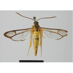 /filer/webapps/moths/media/images/X/xanthopimplaeformis_Camaegeria_HT_MNHN.jpg