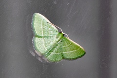 Microloxia ruficornis