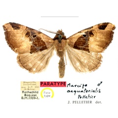 /filer/webapps/moths/media/images/A/aequatorialis_Marcipa_PTM_BMNH_4pkgyen.jpg