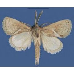 /filer/webapps/moths/media/images/B/butleri_Lukeniana_PTM_ZFMK.jpg