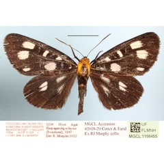 /filer/webapps/moths/media/images/E/echione_Hesparagrista_A_MGCLa_01.JPG