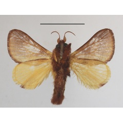 /filer/webapps/moths/media/images/G/gliricidiae_Miresa_A_MGCLb_01.JPG