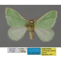 /filer/webapps/moths/media/images/L/legraini_Acidromodes_PT_ZSM_01.jpg