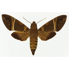 /filer/webapps/moths/media/images/C/continentis_Nephele_AF_Basquin.jpg