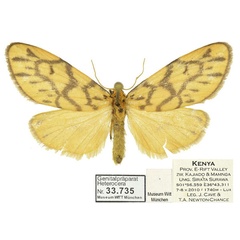 /filer/webapps/moths/media/images/S/similis_Tumicla_AF_MWM.jpg