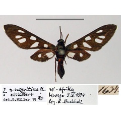 /filer/webapps/moths/media/images/N/negritina_Syntomis_HT_ZMHB.jpg