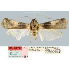 /filer/webapps/moths/media/images/G/gigas_Odontoretha_HT_MNHN.jpg