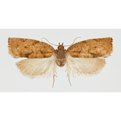 /filer/webapps/moths/media/images/C/capensana_Lozotaenia_AM_NHMO_02.jpg