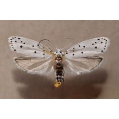 /filer/webapps/moths/media/images/C/coscineutis_Ethmia_A_Butler.jpg