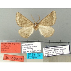 /filer/webapps/moths/media/images/S/saxeticola_Aethiopodes_HT_TMSA.jpg