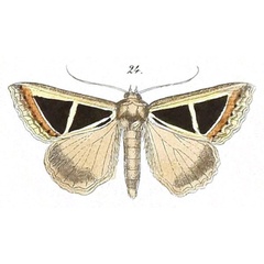 /filer/webapps/moths/media/images/D/deltifera_Parachalciope_Felder_117_24.jpg