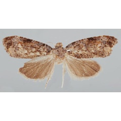 /filer/webapps/moths/media/images/A/analcis_Gibbalaria_AF_USNM.jpg