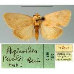 /filer/webapps/moths/media/images/P/paolii_Aegleoides_HT_MSNM.jpg