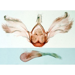 /filer/webapps/moths/media/images/S/seyrigalis_Noorda_GMHT_MNHN_2948.jpg