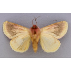 /filer/webapps/moths/media/images/M/magnifica_Acontia_A_RMCA_02.jpg