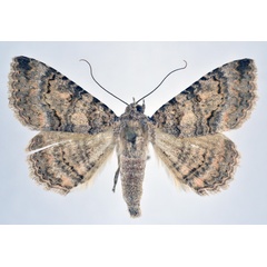 /filer/webapps/moths/media/images/V/vetusta_Heteropalpia_A_NHMO.jpg