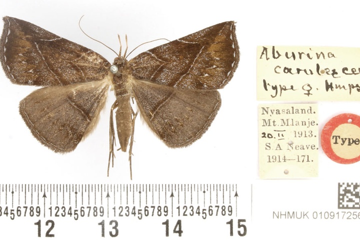 /filer/webapps/moths/media/images/C/coerulescens_Aburina_AT_BMNH.jpg