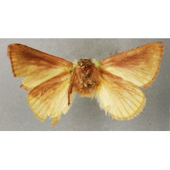 /filer/webapps/moths/media/images/S/singularis_Parasa_HT_BMNHb.jpg