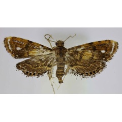/filer/webapps/moths/media/images/S/stellata_Pseudambia_HT_Agassiz.jpg