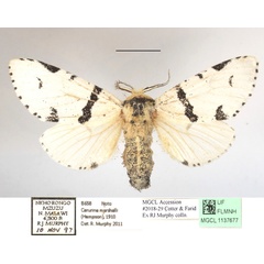 /filer/webapps/moths/media/images/M/marshalli_Cerurina_A_MGCLa_01.JPG