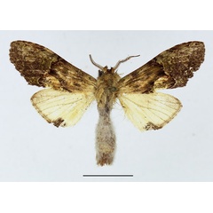 /filer/webapps/moths/media/images/P/persimilis_Stemmatophalera_AM_Basquin_01.jpg