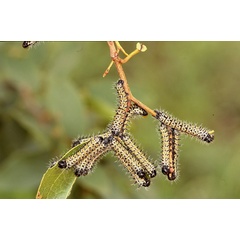 /filer/webapps/moths/media/images/B/belina_Gonimbrasia_C_Roland_02.jpg