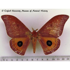 /filer/webapps/moths/media/images/K/kitalei_Cinabra_A_OUMNH.jpg
