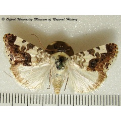 /filer/webapps/moths/media/images/C/caffraria_Acontia_A_OUMNH_02.jpg