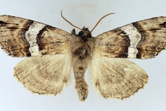 Aethiopsestis nebulosa