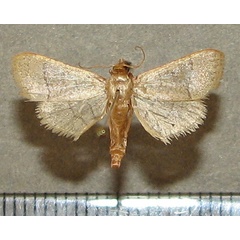 /filer/webapps/moths/media/images/N/nostralis_Hypsopygia_A_Goff_01.jpg