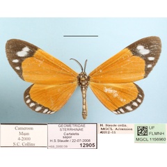 /filer/webapps/moths/media/images/S/sapor_Aletis_A_MGCL.JPG