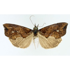 /filer/webapps/moths/media/images/N/nictites_Plusiodonta_AM_TMSA_01.jpg