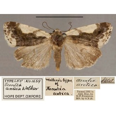 /filer/webapps/moths/media/images/A/antica_Acontia_HT_OUMNH_01.jpg