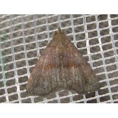 /filer/webapps/moths/media/images/L/limieri_Polypogon_A_Bippus_01.jpg