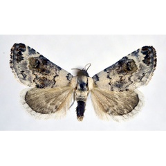 /filer/webapps/moths/media/images/S/scitula_Eublemma_AM_NHMO.jpg