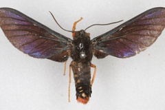Melisa croceipes