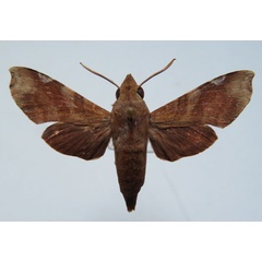 /filer/webapps/moths/media/images/C/chanudeti_Temnora_PTM_Basquina.jpg