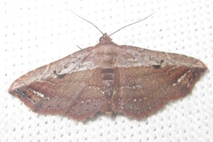 Lophoruza affulgens