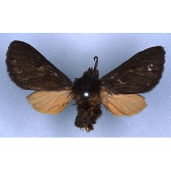 /filer/webapps/moths/media/images/H/hypomela_Metarctia_HT_RMCA_03.jpg