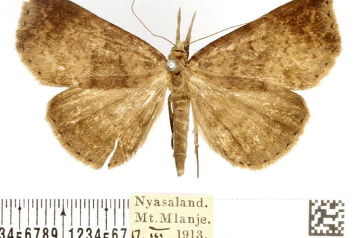 /filer/webapps/moths/media/images/P/poliophaea_Aburina_AF_BMNH.jpg