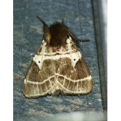 /filer/webapps/moths/media/images/M/modesta_Morasa_A_Roland_01.jpg