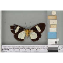 /filer/webapps/moths/media/images/S/simplex_Rothia_ST_BMNHb.jpg