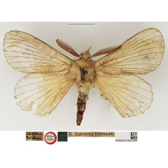 /filer/webapps/moths/media/images/U/unicolor_Amydona_HT_NHMUK.jpg
