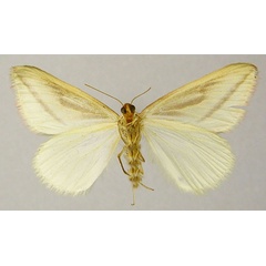 /filer/webapps/moths/media/images/P/plectaria_Rhodometra_AF_ZSMb.jpg