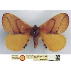 /filer/webapps/moths/media/images/S/subcroceus_Phasicnecus_HT_NHMUK.jpg