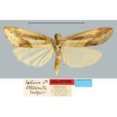 /filer/webapps/moths/media/images/O/obliterata_Exilisia_HT_MNHN.jpg