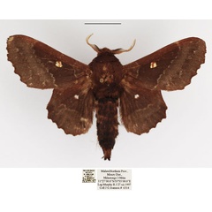 /filer/webapps/moths/media/images/K/knoblauchii_Mimopacha_AM_TMSA.jpg