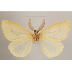 /filer/webapps/moths/media/images/E/evanescens_Crorema_AM_MGCLb_01.JPG