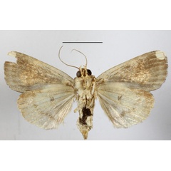 /filer/webapps/moths/media/images/M/multipunctata_Andobana_A_MGCLb_01.JPG