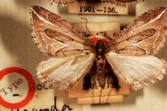 Pseudochesias neddaria